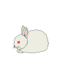 Rabbit Baby