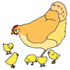 Chickens