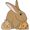 Rabbits Picture