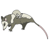 Opossum Picture