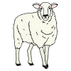 Sheep Picture