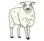 Sheep Picture