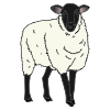 The+sheep+_________. Picture
