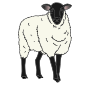 Sheep Picture