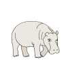 Hippopotamus Calf Picture