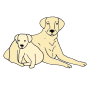 Dogs  Picture