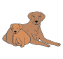Dogs  Picture