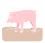 Piglet