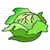 Cabbage