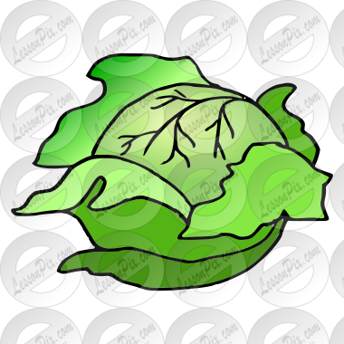 Cabbage Picture