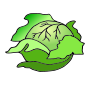 Cabbage  Picture