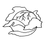 Cabbage  Outline