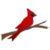 Cardinal Picture