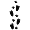 Raccoon Tracks