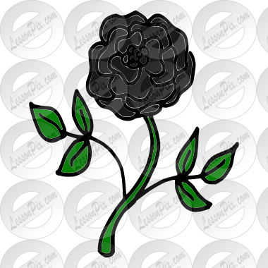 Black Rose
