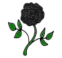 Black Rose