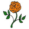 Orange Rose Picture