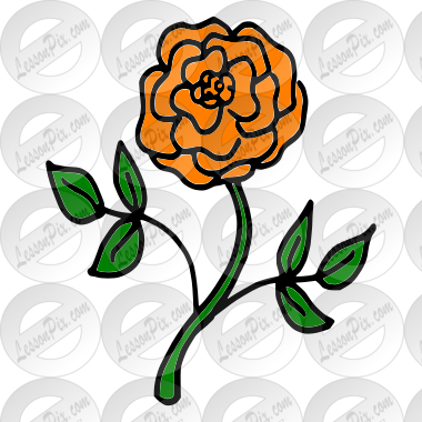 Orange Rose