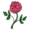 Pink Rose Picture