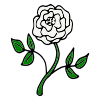 White Rose Picture