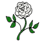 White Rose
