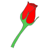 Rose Picture