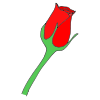 rose Picture