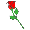 Rose Picture