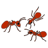 3+red+ants Picture