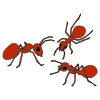 Ants