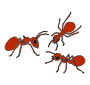 Ants
