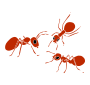 Ants