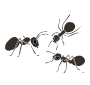 Ants