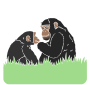 Apes