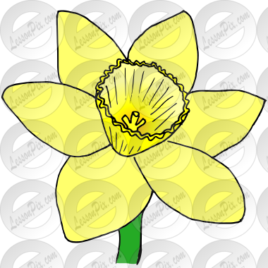 Daffodil Picture