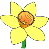 Daffodil Picture