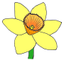 Daffodil