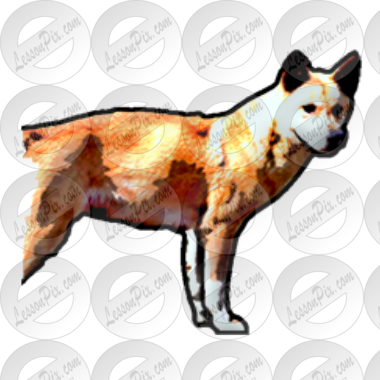 Dingo