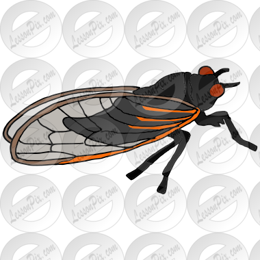 Cicada