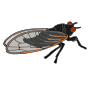 Cicada