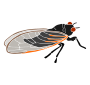 Cicada