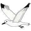 Seagull