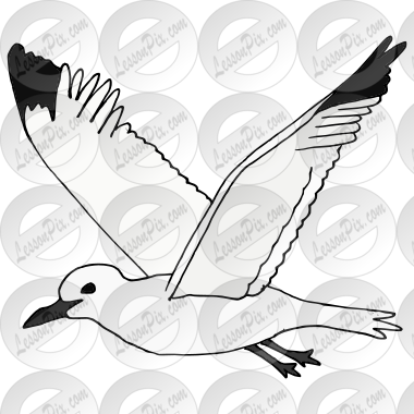 Seagull  Picture