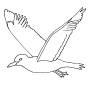 Seagull  Outline