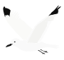 Seagull  Stencil