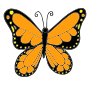 Butterfly  Picture