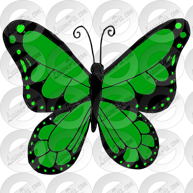 Butterfly  Picture