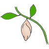 Chrysalis