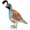 Quail Picture