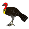 Brushturkey Picture